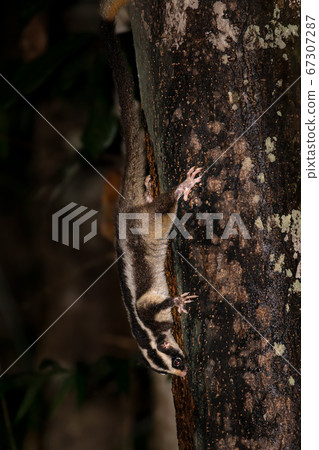 Fukuromomonga Australia 67307287