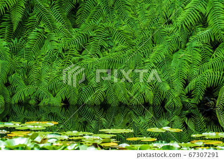 蕨葉繪製的幾何圖案反映在水面上 67307291
