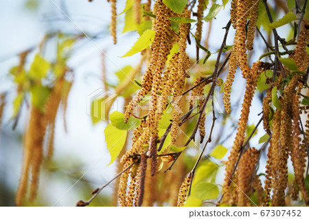 樺樹花 67307452