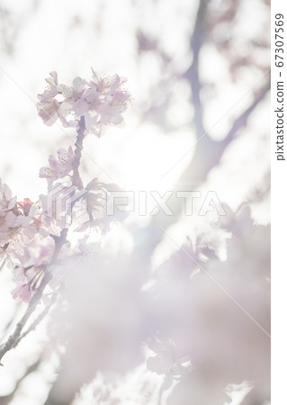 Koriyama City Fujita River Cherry Blossoms 67307569