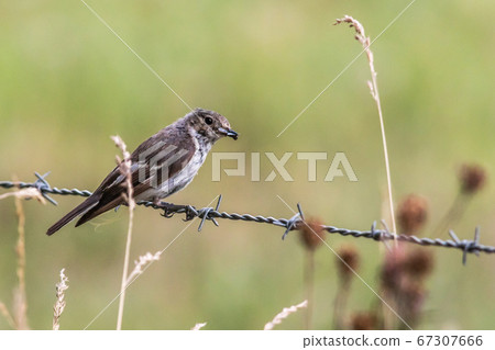 European Pied Flycatcher (Ficedula hypoleuca) European Pied Flycatcher (Ficedula hypoleuca) 67307666
