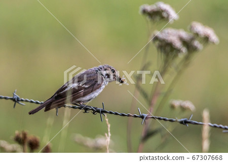 European Pied Flycatcher (Ficedula hypoleuca) European Pied Flycatcher (Ficedula hypoleuca) 67307668