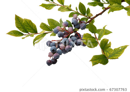 Blueberries on a white background 67307763