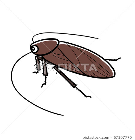 昆蟲蟑螂 67307770