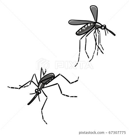 Insects_mosquito 67307775