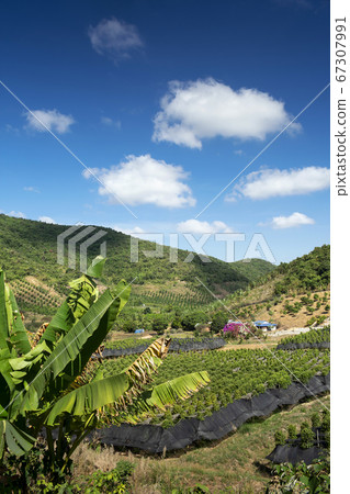 rural valley landscape with pepper farm near 67307991