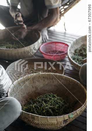 farm workers sorting fresh pepper peppercorns in farm workers sorting fresh pepper peppercorns in 67307998