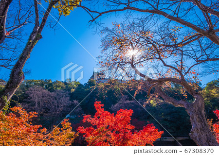 Autumn leaves of Wakayama Castle Koyokei Garden 67308370