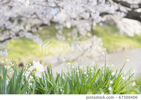 Snowdrops and cherry blossoms Snowdrops and cherry blossoms 67308406