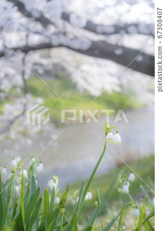 Snowdrops and cherry blossoms Snowdrops and cherry blossoms 67308407