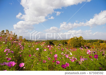 Furano Basin and Cosmos 67308592