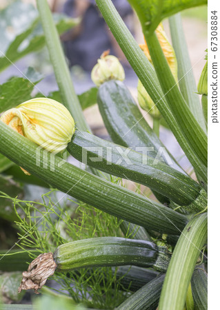 在家庭菜園的夏南瓜 照片素材 圖片 圖庫