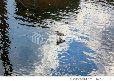 鳥和海鷗在芬蘭坦佩雷的水邊休息 鳥和海鷗在芬蘭坦佩雷的水邊休息 67309008