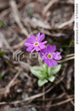 櫻花夕張子 67309369