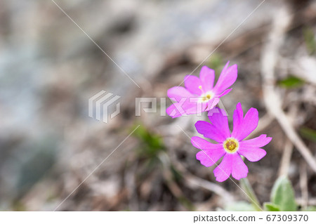 Yubariko Sakura 67309370