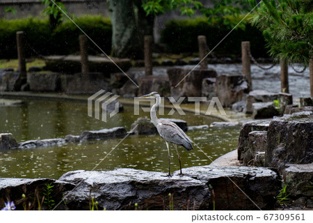 Wild herons in the park 67309561