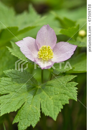 Shiraneeaoi 67309738