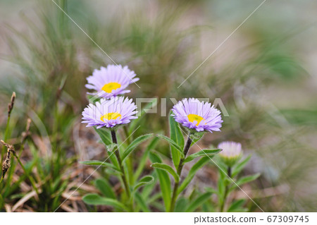 Miyama Azumagiku 67309745