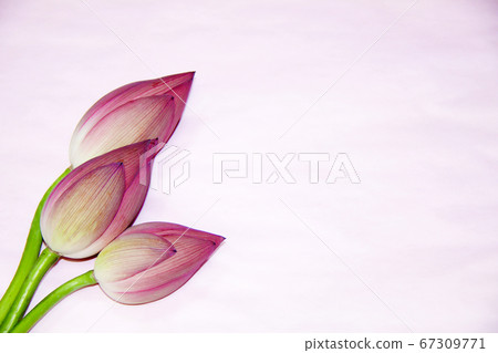蓮花芽粉紅色背景 67309771