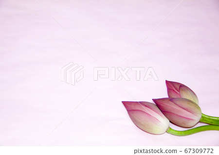 蓮花芽粉紅色背景 67309772