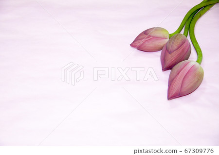 蓮花芽粉紅色背景 蓮花芽粉紅色背景 67309776