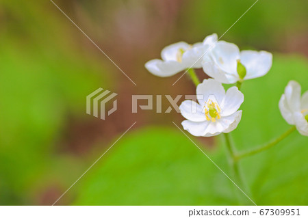 Sankayou Sankayou 67309951