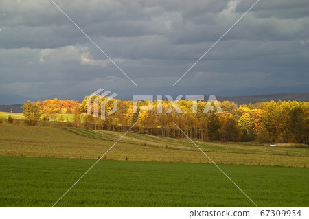 Furano basin with yellow leaves Furano basin with yellow leaves 67309954