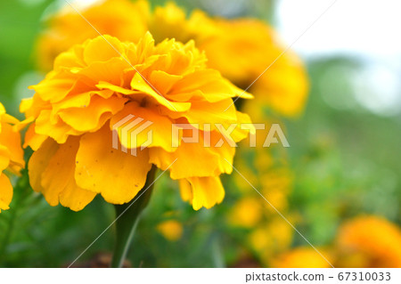 Marigold close-up single wheel 67310033