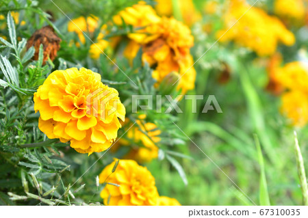 Marigold colony vivid 67310035