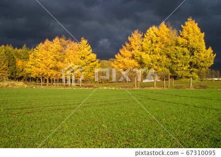 Furano basin with yellow leaves 67310095