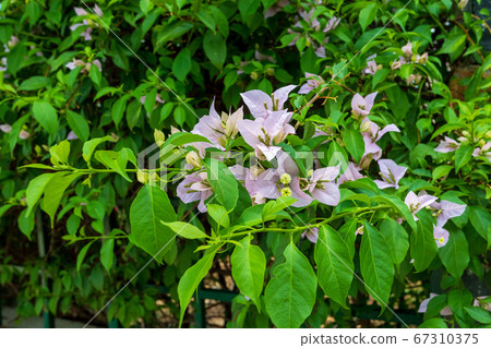 Bougainvillea flowers blooming in the garden Bougainvillea flowers blooming in the garden 67310375