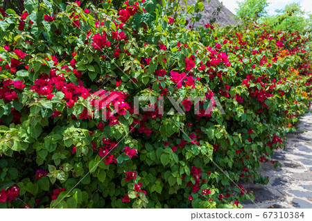 Bougainvillea flowers blooming in the garden Bougainvillea flowers blooming in the garden 67310384