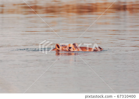 Hippo looking out of the water, Ethiopia. Hippo looking out of the water, Ethiopia. 67310400