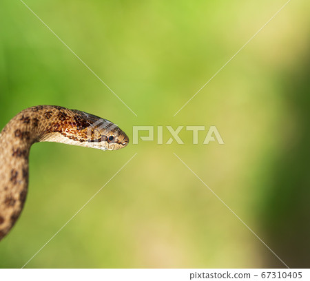 Non venomous Smooth snake, Coronella austriaca Non venomous Smooth snake, Coronella austriaca 67310405