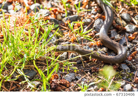 Non venomous Smooth snake, Coronella austriaca 67310406