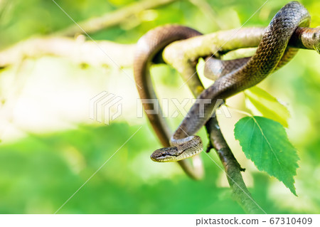 Non venomous Smooth snake, Coronella austriaca 67310409