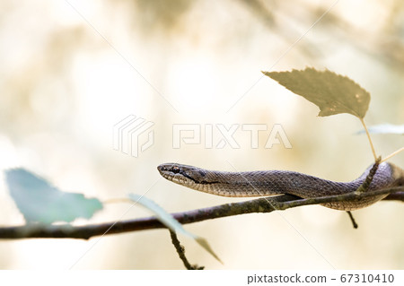 Non venomous Smooth snake, Coronella austriaca Non venomous Smooth snake, Coronella austriaca 67310410