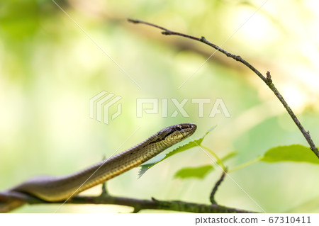 Non venomous Smooth snake, Coronella austriaca Non venomous Smooth snake, Coronella austriaca 67310411