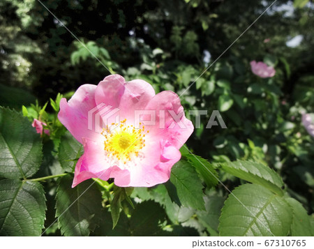 rose rose 67310765