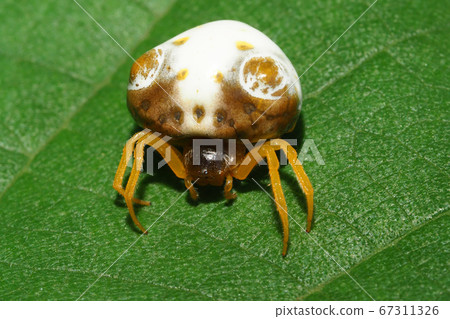 Turin Fundasi (female) Turin Fundasi (female) 67311326
