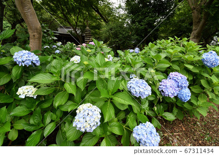 Rainy season Hydrangea Myorakuji Rainy season Hydrangea Myorakuji 67311434