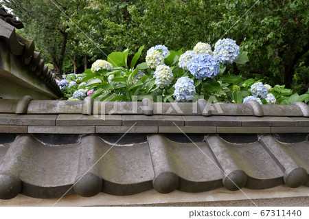 Rainy season Hydrangea Myorakuji Rainy season Hydrangea Myorakuji 67311440