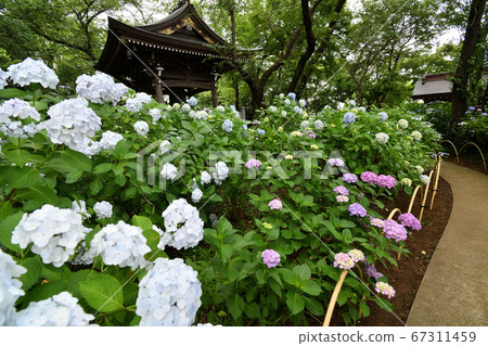Rainy season Hydrangea Myorakuji Rainy season Hydrangea Myorakuji 67311459