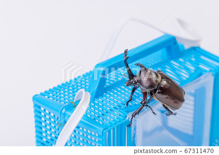 [Male beetle] 67311470