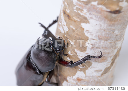 [Male beetle] 67311480