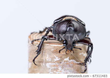 [Male beetle] 67311483