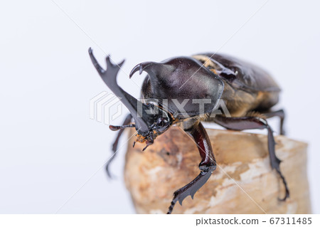 [Male beetle] 67311485