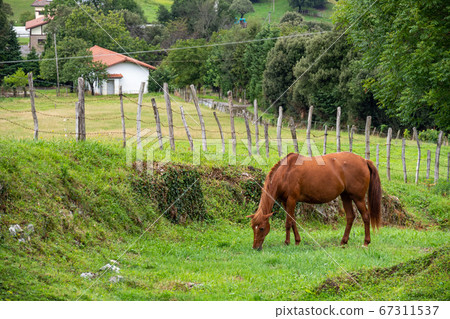 Brown horse in a village. Grazes and wags its tail on a farm pasture surrounded by a fence and trees Brown horse in a village. Grazes and wags its tail on a farm pasture surrounded by a fence and trees 67311537