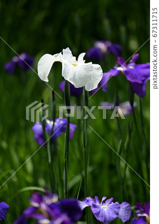 哈娜莎華 67311715