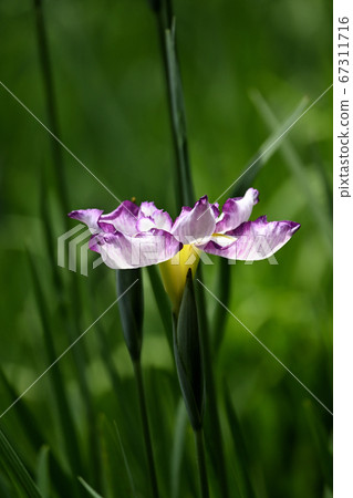 Hana shawab 67311716